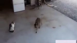 Смешное видео про животных собака воспитывает ребёнка