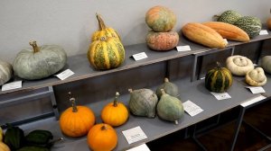 ТЫКВЫ белые, черные, голубые... / ВЫСТАВКА ТЫКВЫ в Риге / Клуб Томат