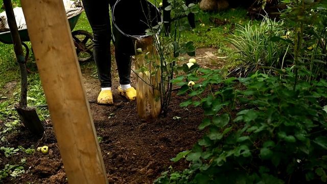 Осенняя посадка и пересадка роз / Розы в саду - продолжение смотреть онлайн