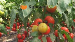 Гибриды томата Капонет и Девонет