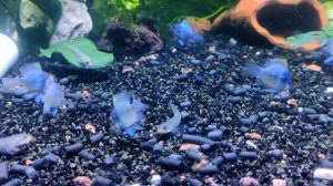 Апистограмма рамирези электрик баллон Mikrogeophagus ramirezi