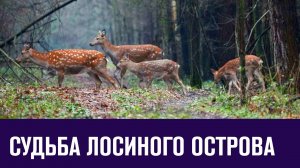 В Госдуме задумались, что делать с Лосиным островом - Москва FM