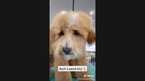 Тик Ток Животные! // Подборка животных из TikTok