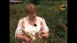 Как грамотно вырастить крыжовник. Эксперт Института Садоводства