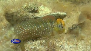Морская собачка павлин. Рыбы Черного моря. Salaria pavo peacock blenny