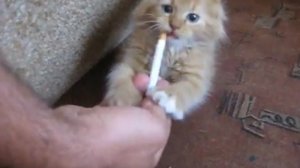 Отучение кота от курения 