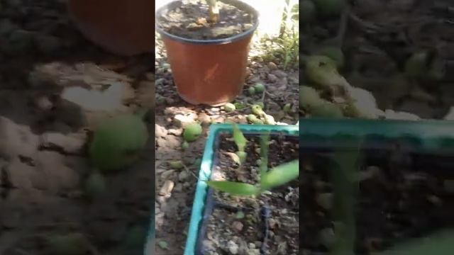 Выращивание бамбука из семян . Имеет ли смысл ? смотреть онлайн