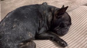 Храп французского бульдога.