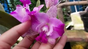 #GVOS2020 Cattleya Monte Elegante 'New Port'