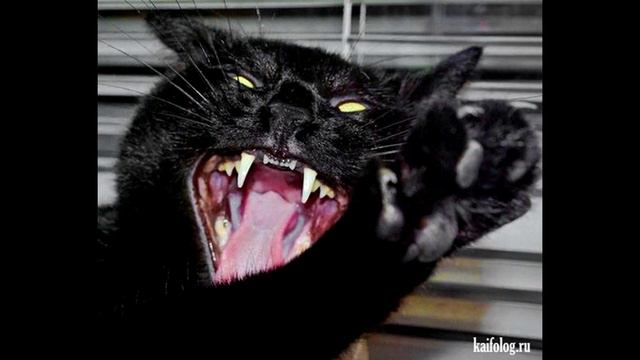 ВЕРБА. ух, как я зол(18+) смотреть онлайн