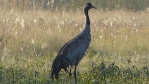 Крики Журавля