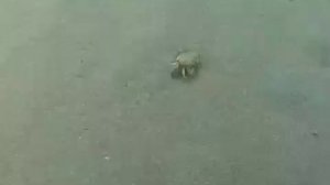 © Как спариваются крабы? / Rape by crab