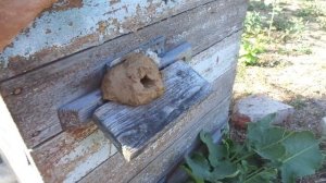 ПЧЁЛЫ (Нападение пчел на улей, причины и как их остановить №1)