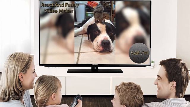 Dog Protects Squirrel on Head from Cat React And Funny Video Maker смотреть онлайн