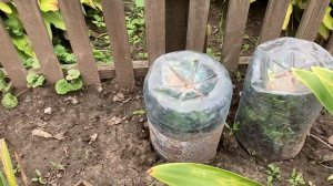 Розы из букета пророщенные под бутылкой??