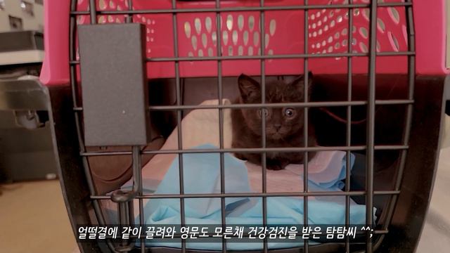 뉴욕 일상 브이로그 / 코로나 시대가 남기고 간 후유증, 뉴욕 한복판에서 요가, 아침식사 데이트, 해질녘 센트럴파크, 아기고양이 돌보기, 카페, 국제커플, 미국 프리랜서 직장인