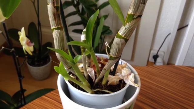 New dendrobium orchids смотреть онлайн