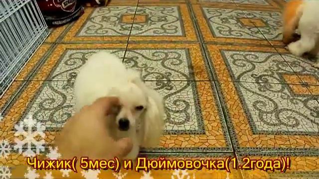 белые той пудели, той пудели играют, toy poodle