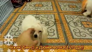 белые той пудели, той пудели играют, toy poodle