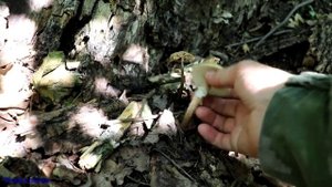 Гриб денежка корневая - вкусный, съедобный гриб