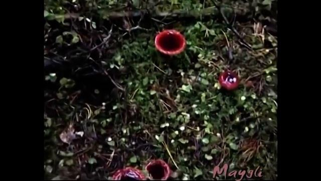 Сыроежки красные. Рядовки белые. Грибы. Лес. смотреть онлайн