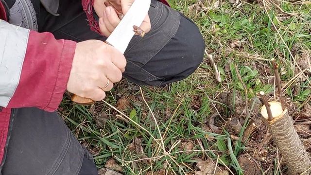 САМАЯ ПРОСТАЯ ПРИВИВКА. Прививка деревьев весной. Прививка вишни за кору. Прививка за кору.