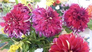 Dahlia ´Bohemian Spartacus´
