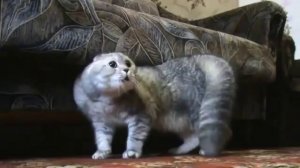 Говорящий кот ругается матом