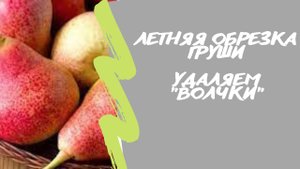 Летняя обрезка груши?, удаляем «волчки».