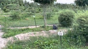 Зонты из боярышника и шары из спиреи серой грейф шайм .