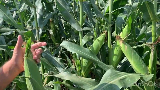 Кукуруза на зерно и сахарная кукуруза в нашем хозяйстве на поливной земле . смотреть онлайн