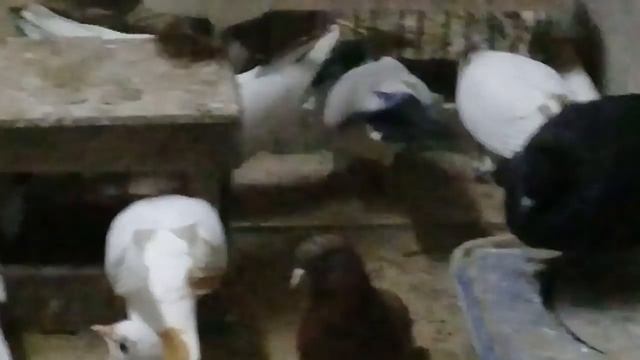 Совет от Гагика 52.Как завести кошек в голубятнию и отличит голуб от голубки! смотреть онлайн