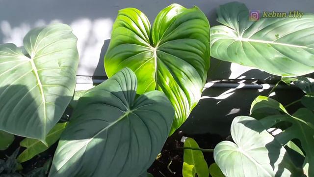 Philodendron McDowell | Philodendron Gloriosum X Philodendron Pastazanum - EP 35