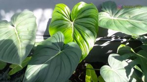 Philodendron McDowell | Philodendron gloriosum x Philodendron pastazanum - EP 35