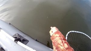 Рыбалка на заливах Красноярского водохранилища/Жор сазана осенью/Перевёртыши ловят/Часть-2