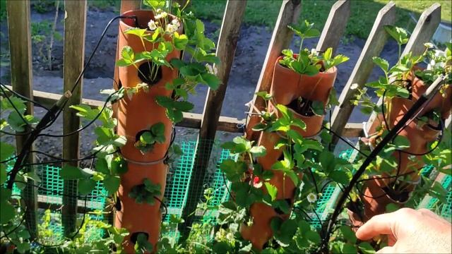 ВЕРТИКАЛЬНЫЕ ГРЯДКИ ДЛЯ КЛУБНИКИ ИЗ ТРУБЫ