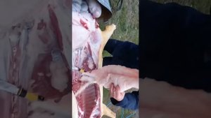 Мастер-класс/разделка туши кабана