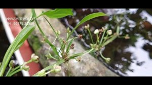 Aquarium water plants - Amazon# MALAYALAM#