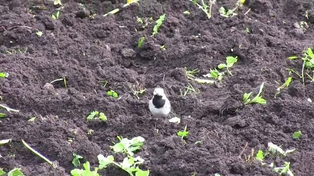 Белая трясогузка / White Wagtail