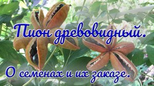 10.08.24г Пион древовидный. О семенах и их заказе.
