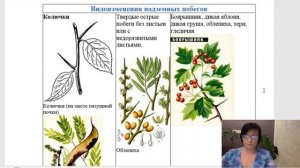 Видоизменение или метаморфозы побега ЕГЭ ОГЭ