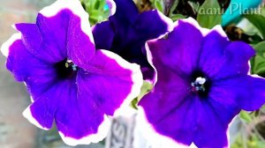 Care of Petunias Flower in Summer | Long life of Petunia flowers | Vaani Plant's |