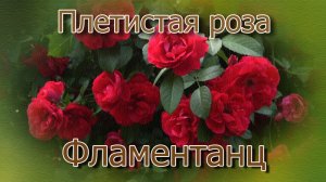 Фламентанц