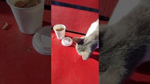 Котенок Барсик