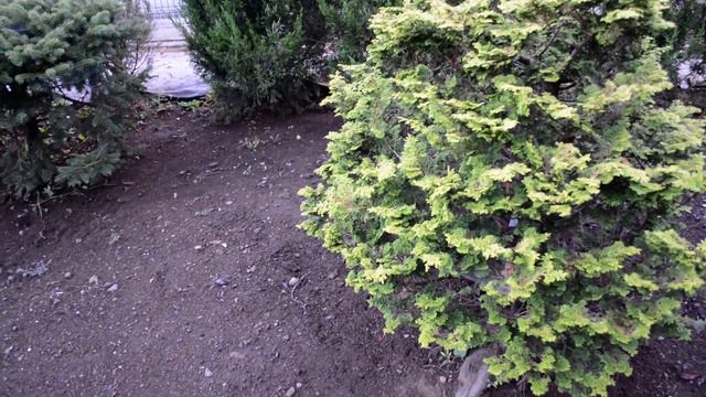 chamaecyparis obtusa ceramic смотреть онлайн