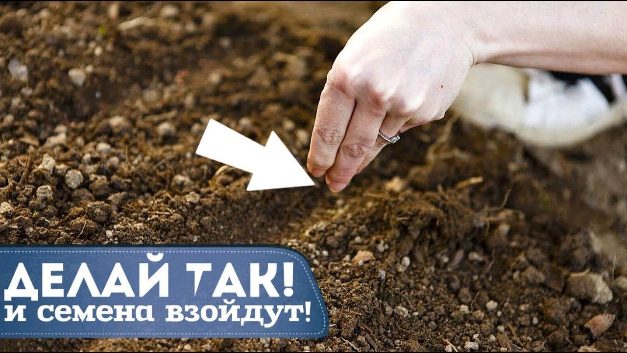 Советы и секреты посева семян овощей и зелени под зиму! Как и когда сеять семена под зиму?