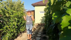 Нагрузка винограда. Сколько кистей оставлять на винограде