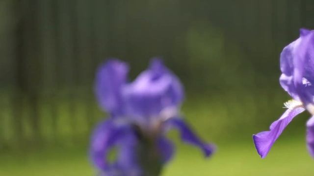 Видеосъемка на Гелиос 44 М. Проба пера. смотреть онлайн