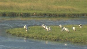 цапли на озере  ЛЕТО