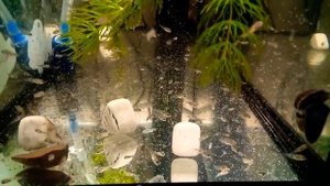 Инкубирование Артемии. Кормление малька Бирюзовой Акары рачками Артемии